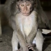 monkey_macaque_balinese_mf_ubud_v_0487_bal0489.jpg